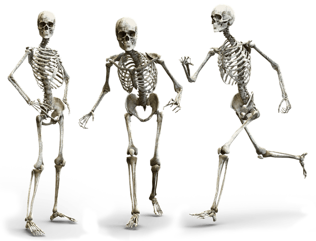 skeleton, human, bone